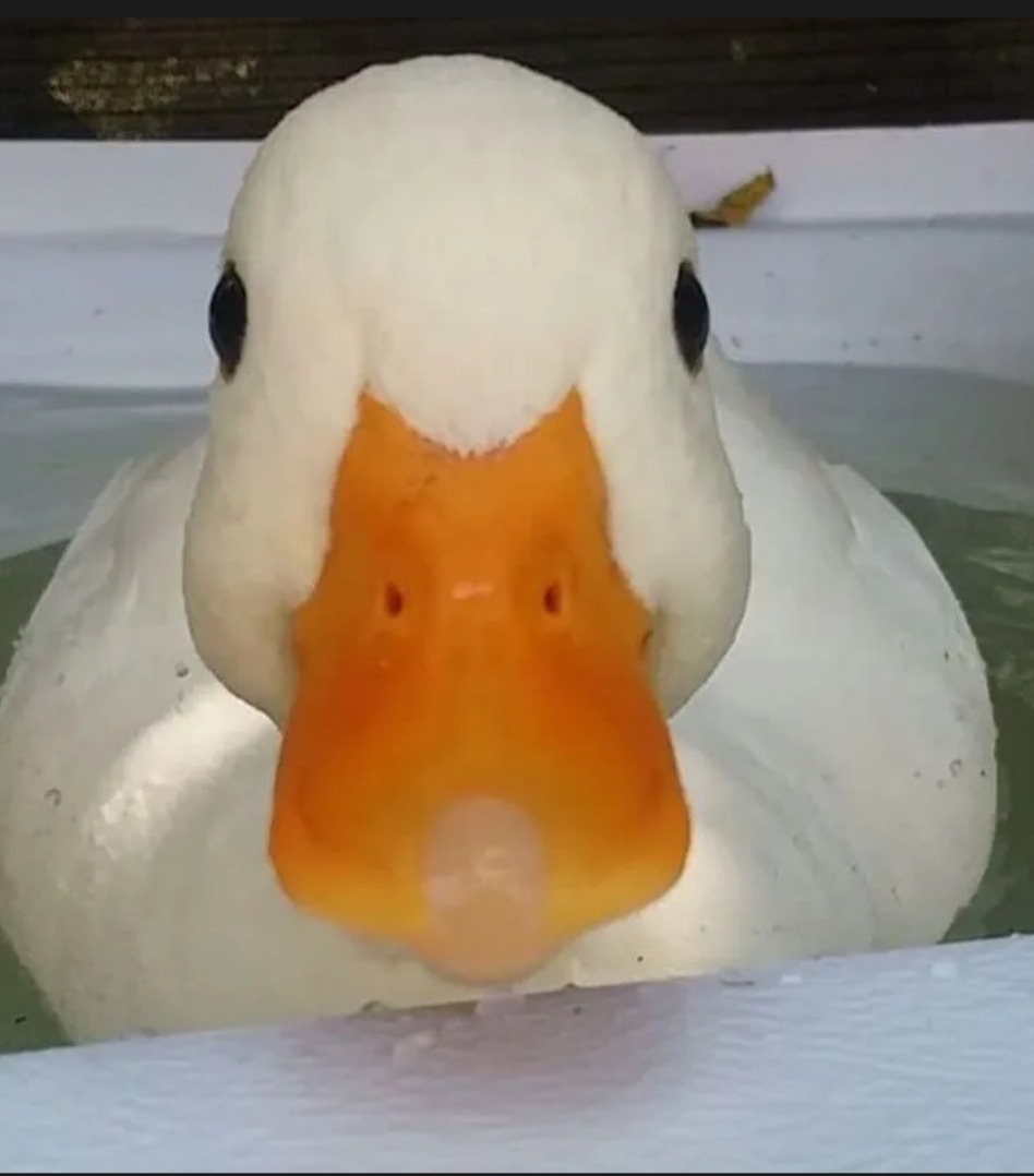 Profil de Mohan